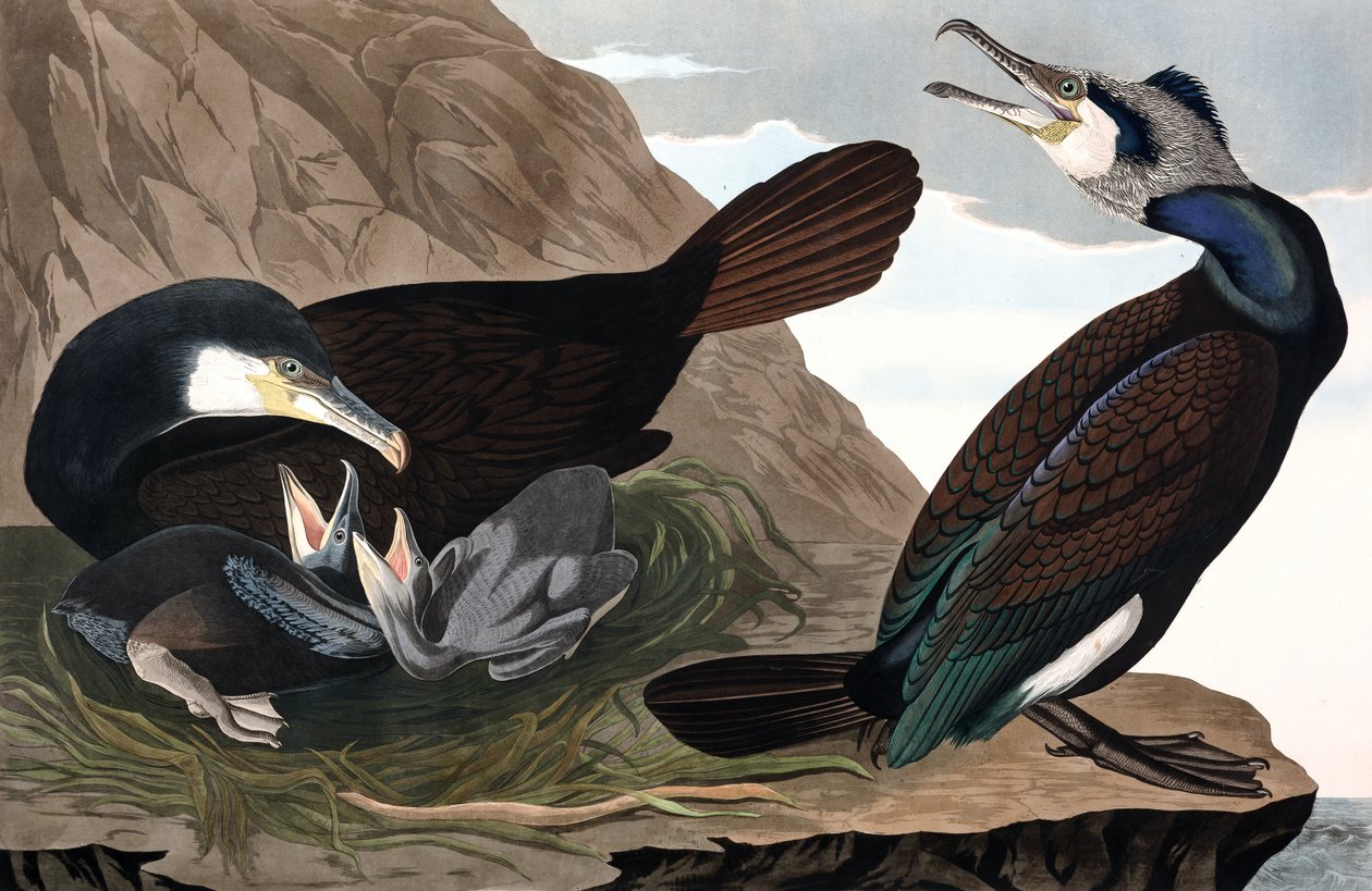 Common Cormorant, Phalacrocorax Carbo, John J. Audubonin "The Birds of America" -julkaisusta, pub. 1827-38 (käsinvärinen kaiverrus) tekijältä John James Audubon