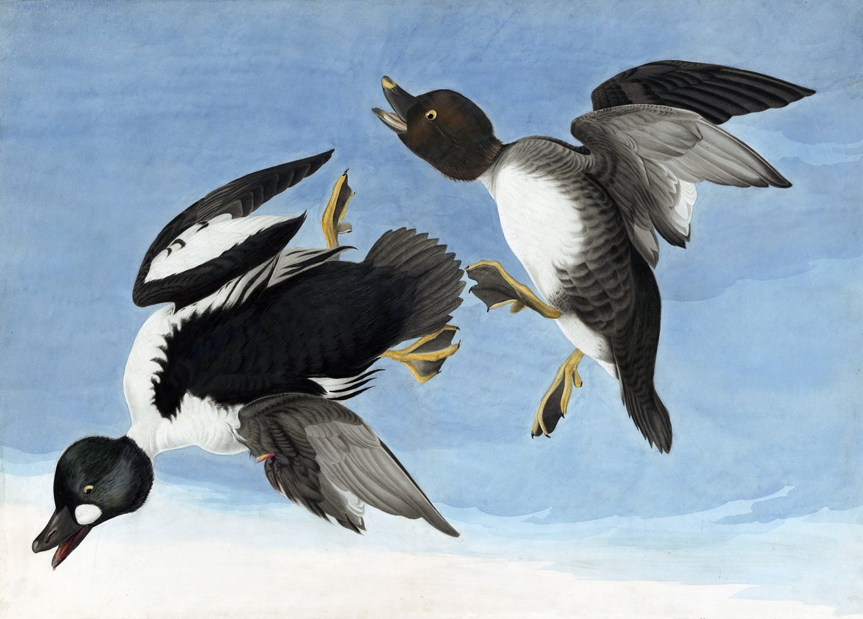 Common Goldeneye, elokuvasta "The Birds of America", kirjoittanut John J. Audubon, pub. 1827-38 tekijältä John James Audubon