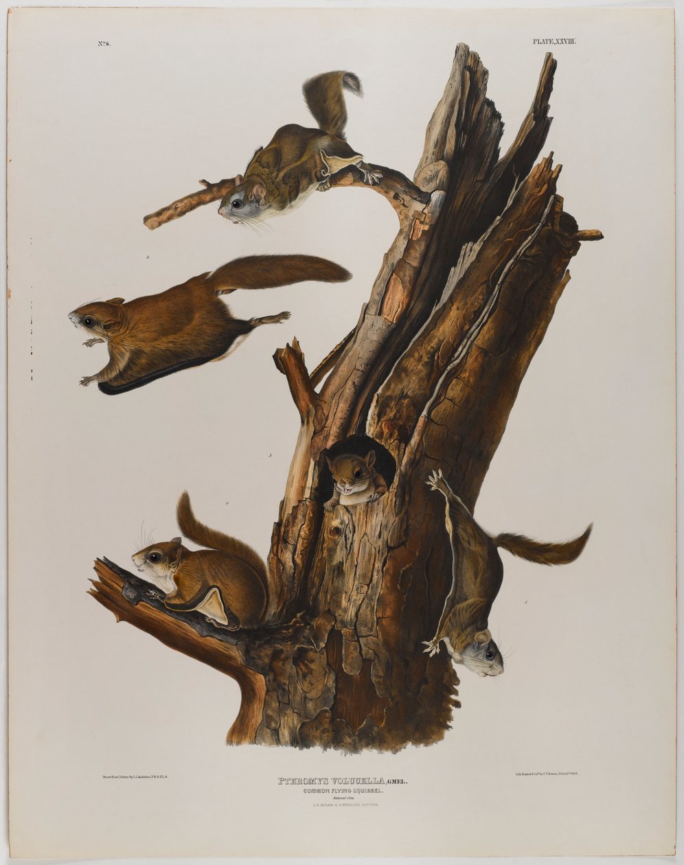 Tavallinen liito-orava tekijältä John James Audubon