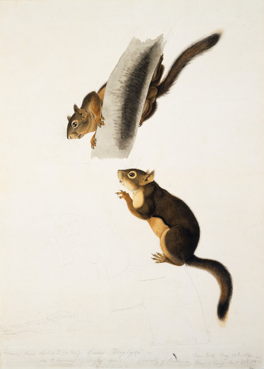 Huonekalut ja erilaiset esineet 1100- ja 1300-luvuilta tekijältä John James Audubon