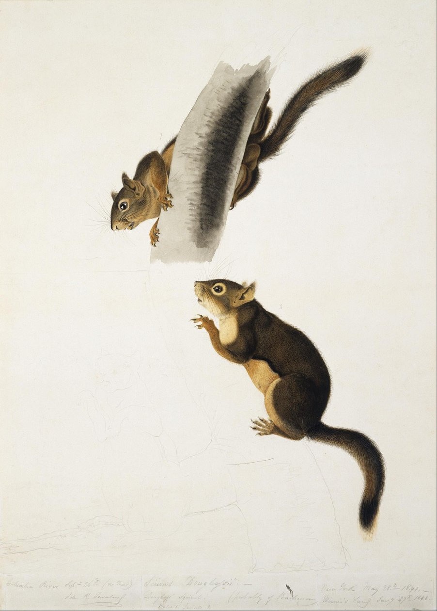 Douglasinorava tekijältä John James Audubon