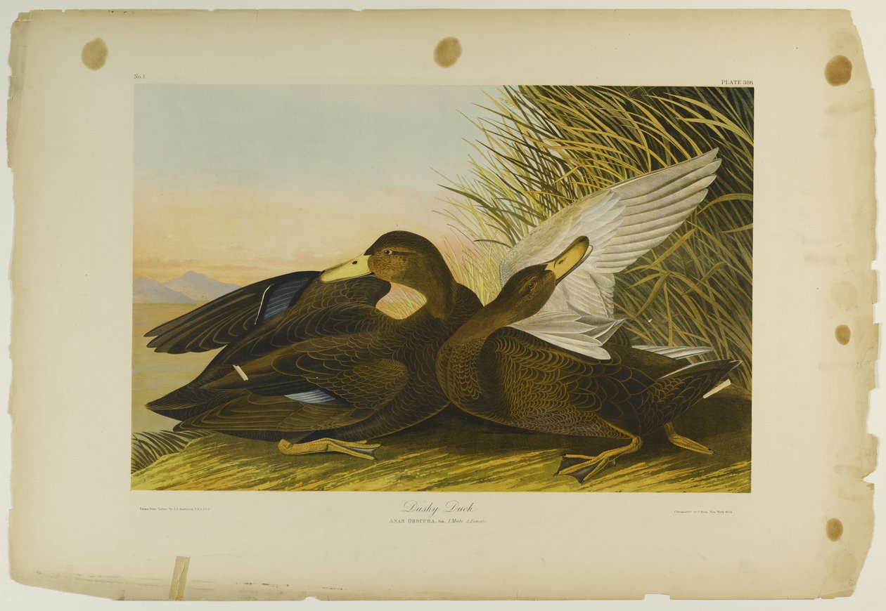 Dusky Duck, paina Julien Bien ja julkaisi Roe Lockwood & Son, 1861 (kromolitografia) tekijältä John James Audubon