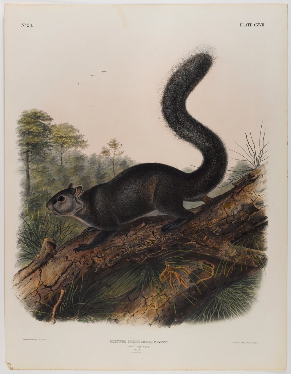 Dusky orava tekijältä John James Audubon