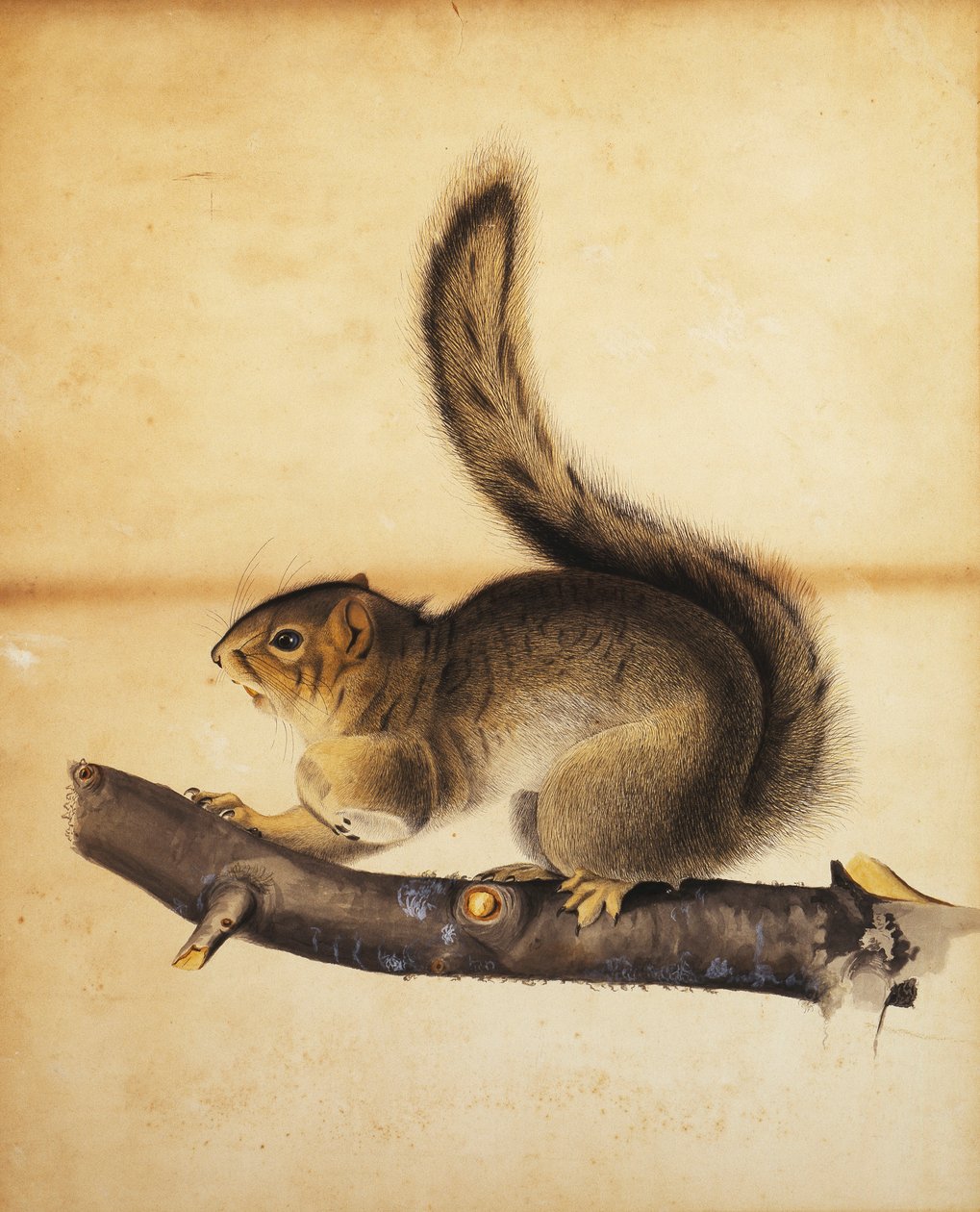 Itäinen harmaaorava täydessä talviturkissa, noin 1840-luku tekijältä John James Audubon