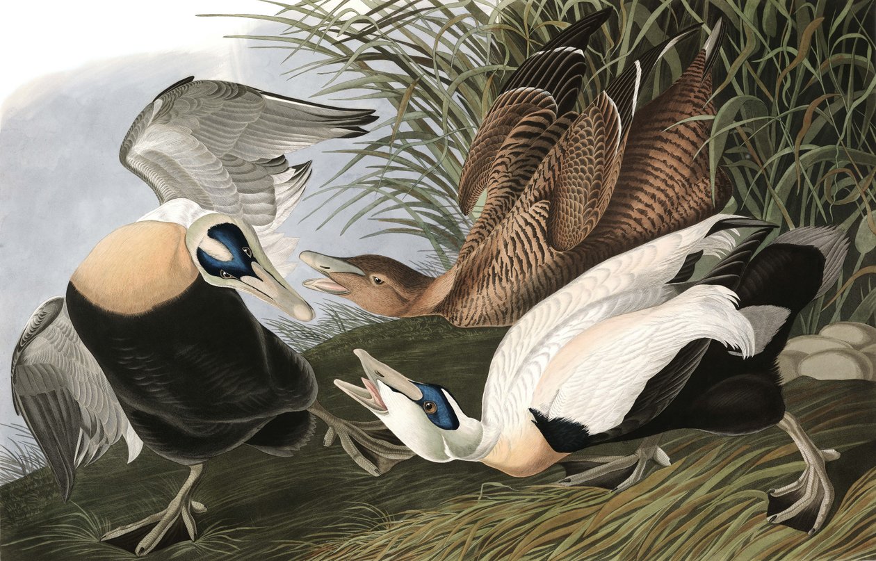 Haahka, Fuligula Mollissima, John J. Audubonin "The Birds of America" -julkaisusta, pub. 1827-38 tekijältä John James Audubon