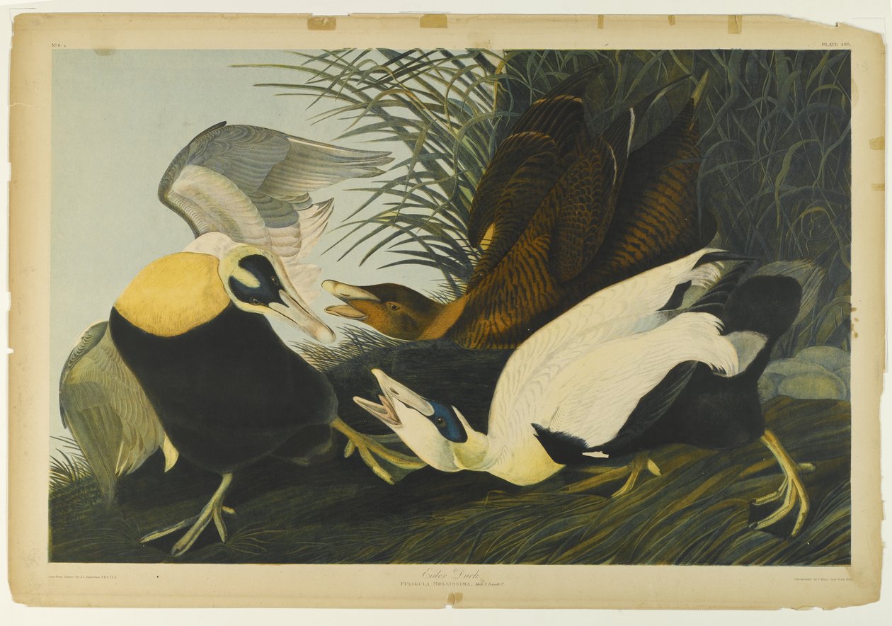 Haahka, paina Julien Bien ja julkaisi Roe Lockwood & Son, 1861 (kromolitografia) tekijältä John James Audubon