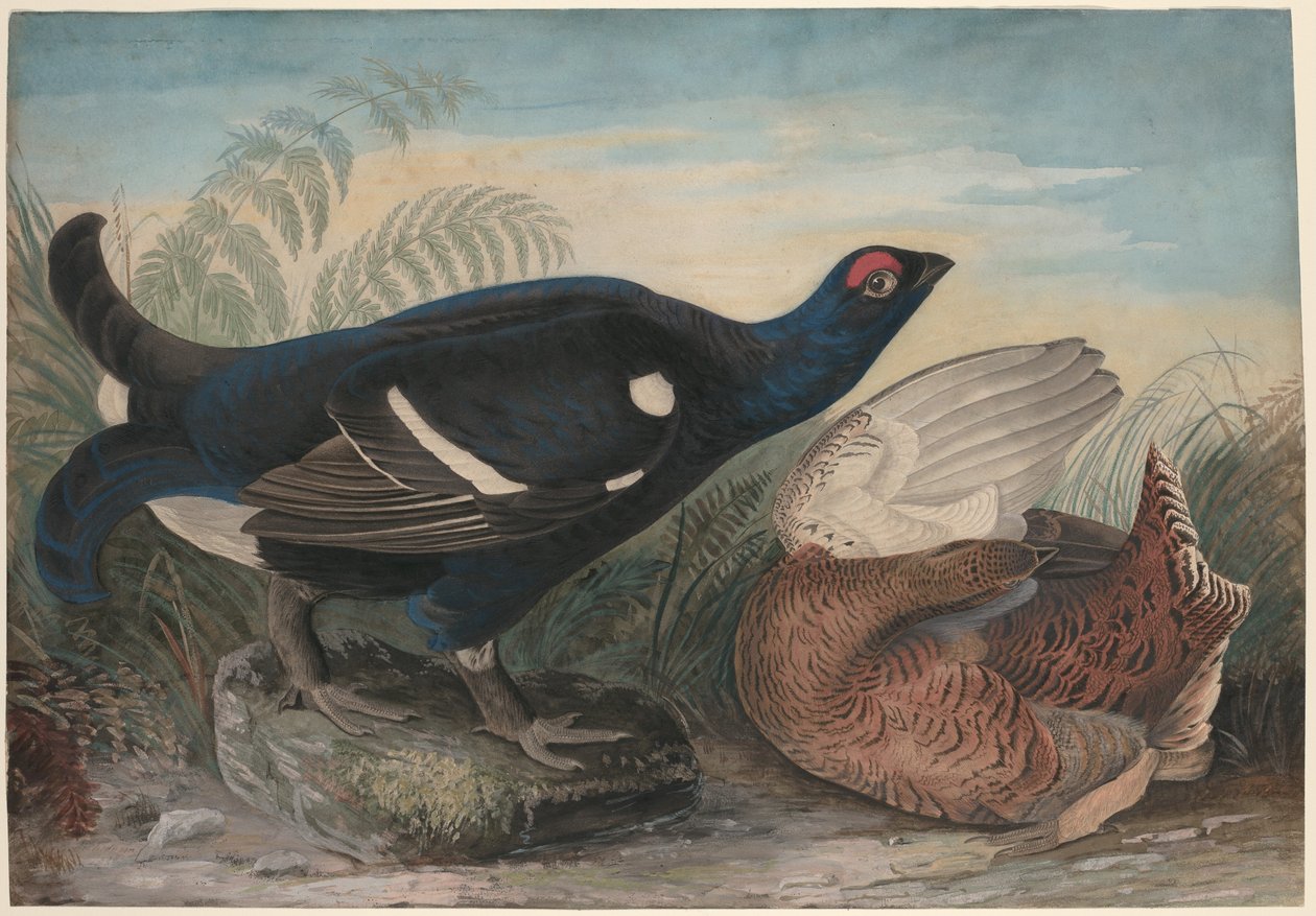 Englannin mustat kukot tekijältä John James Audubon