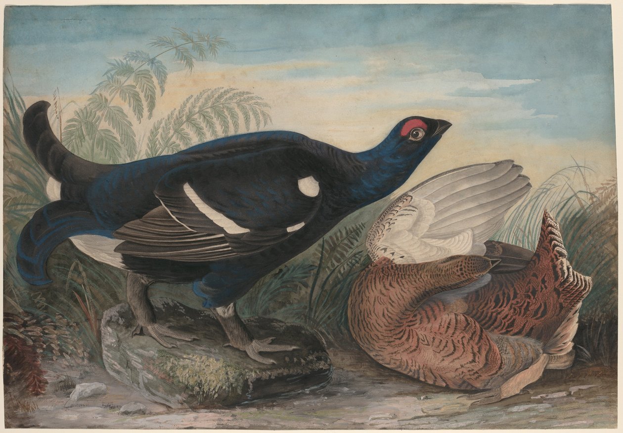 Englantilaiset mustat kukot tekijältä John James Audubon