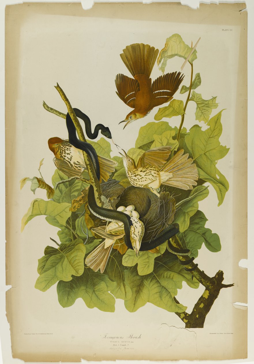 Ferruginous Thrush, paina Julien Bien ja julkaisi Roe Lockwood & Son, 1861 (kromolitografia) tekijältä John James Audubon