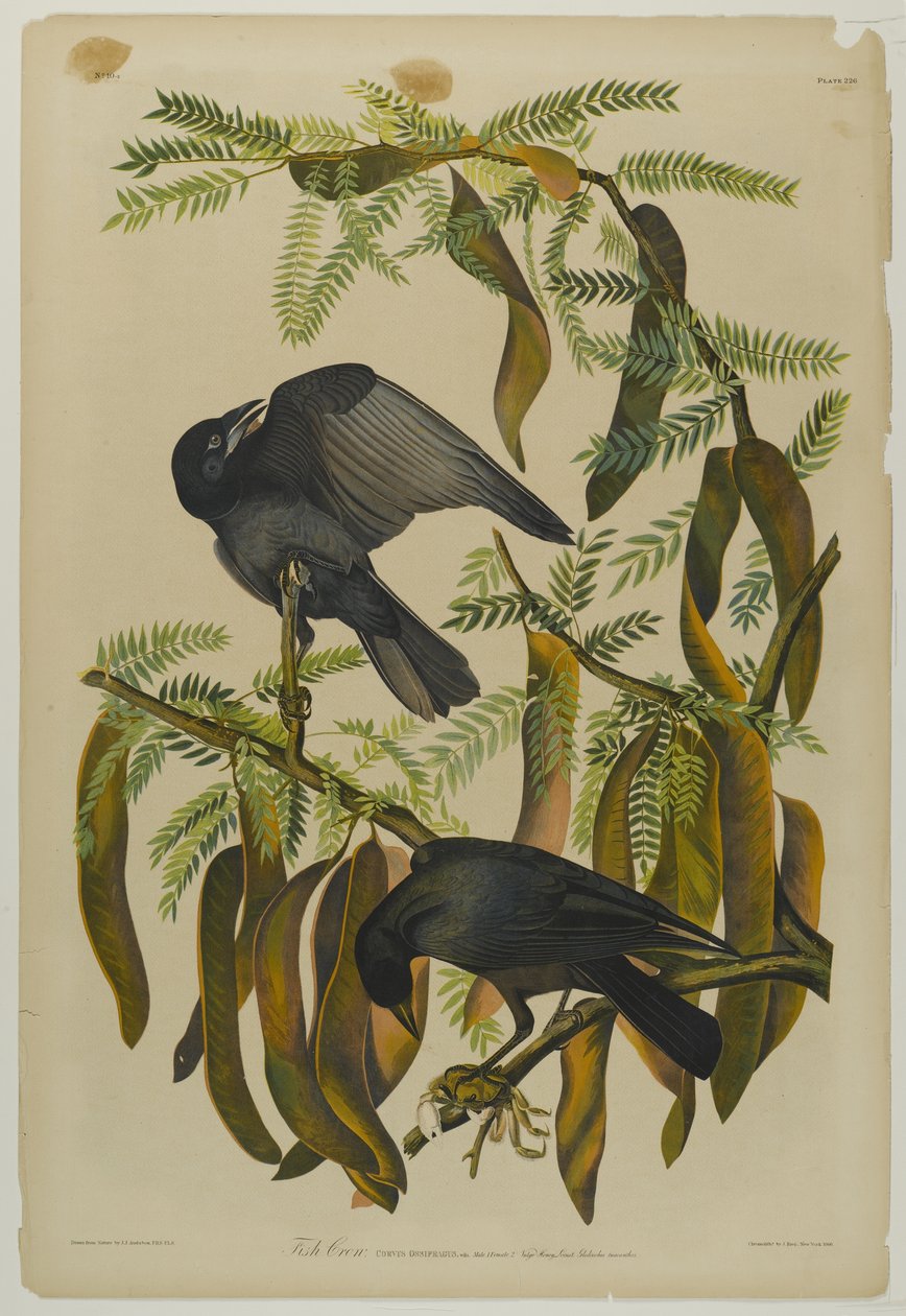 Fish Crow, paina Julien Bien ja julkaisi Roe Lockwood & Son, 1861 (kromolitografia) tekijältä John James Audubon