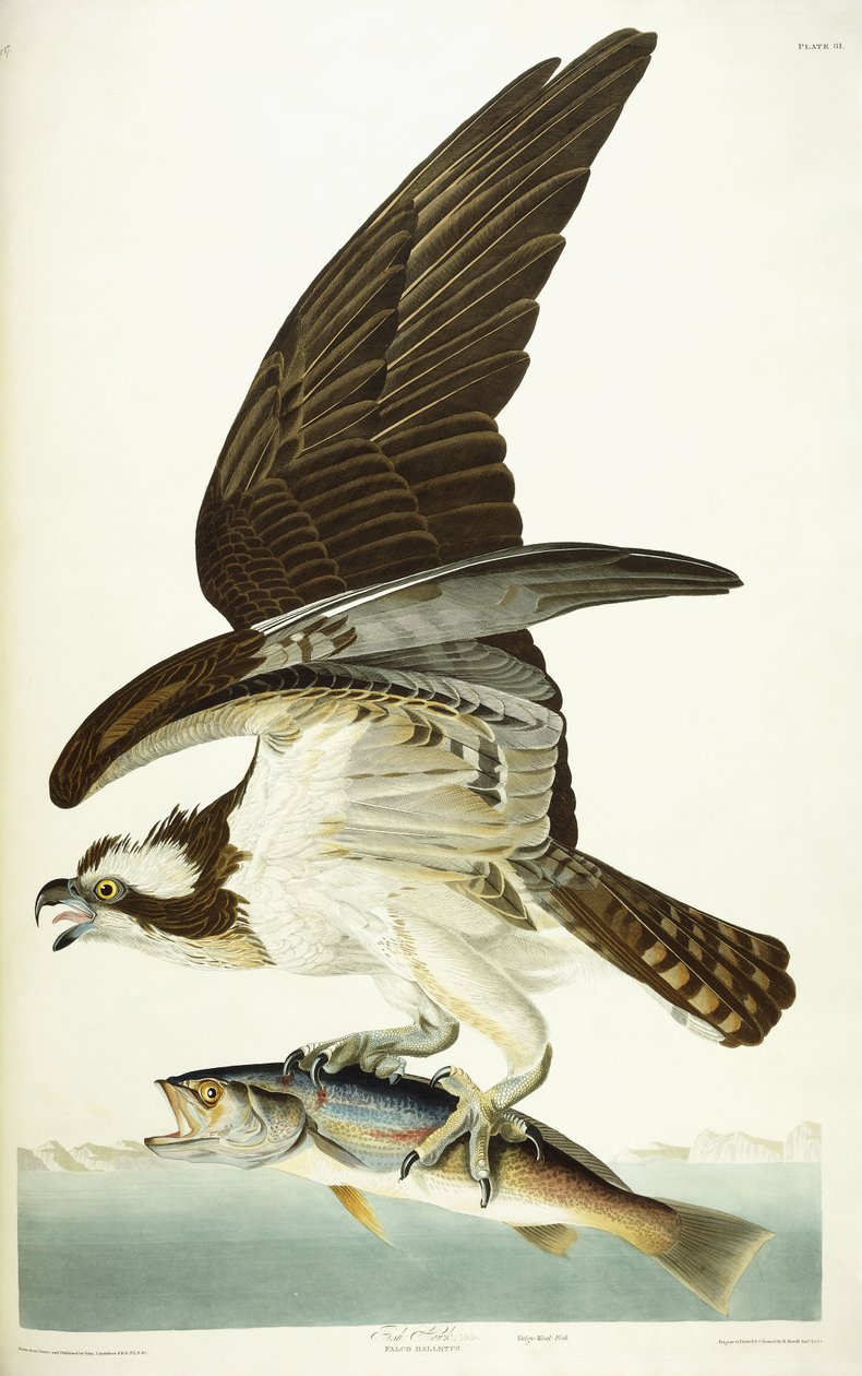 Fish Hawk, 1830 tekijältä John James Audubon