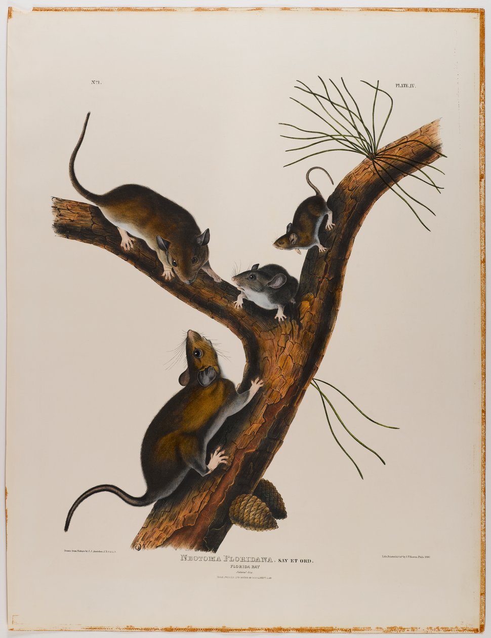 Floridan rotta tekijältä John James Audubon