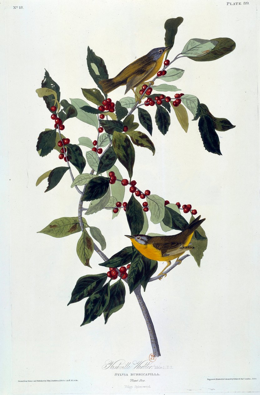 John James Audubonin (1780-1851) silkkimaalaus kukat ja linnut (ec.am.) 1826-1830. Paris, B.N. tekijältä John James Audubon