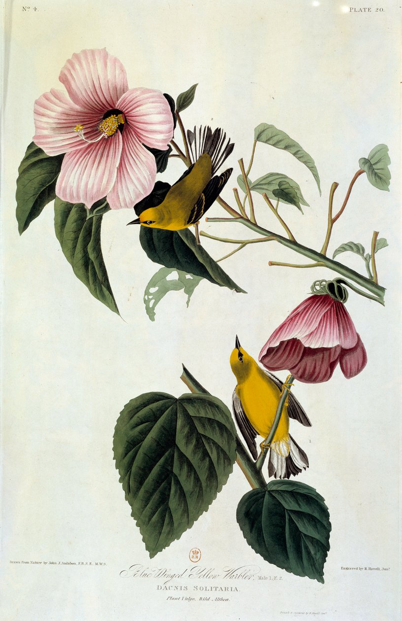 John James Audubonin (1780-1851) silkkimaalaus kukat ja linnut (ec.am.) 1826-1830. Paris, B.N. tekijältä John James Audubon