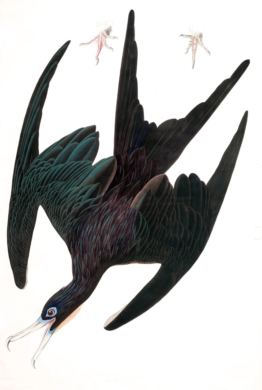 Fregatti Pelikaani, Tachypetes Aquilis, elokuvasta "The Birds of America", kirjoittanut John J. Audubon, pub. 1827-38 (käsinvärinen kaiverrus) tekijältä John James Audubon