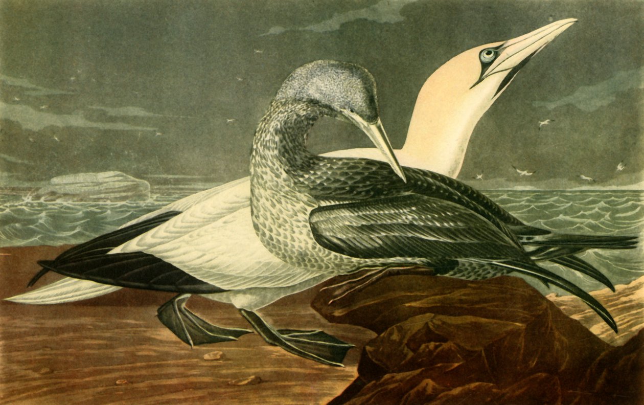 "Gannets", 1836, 1942. tekijältä John James Audubon