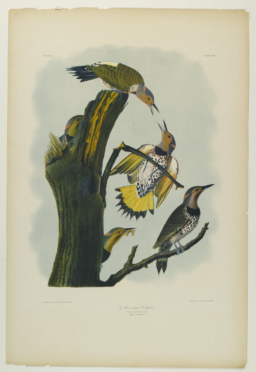 Kultasiipinen tikka, painanut Julien Bien ja julkaissut Roe Lockwood & Son, 1861 (kromolitografia) tekijältä John James Audubon