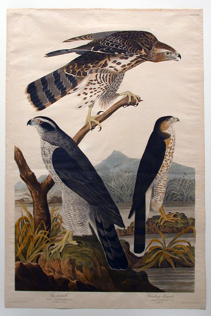 Kanahaukka, Stanley Hawk (nro 29) tekijältä John James Audubon