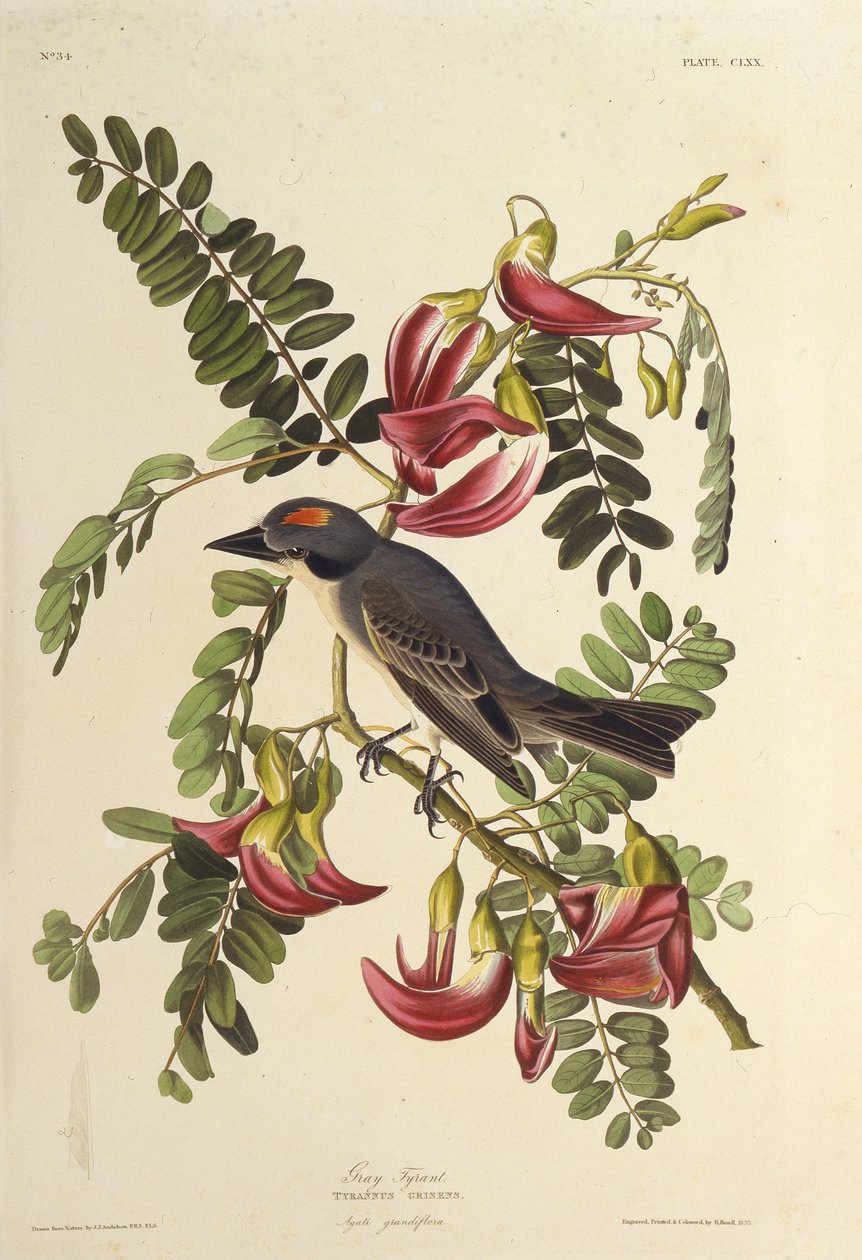 Harmaa Tyrant. Elokuvasta The Birds of America, 1827-1838. tekijältä John James Audubon