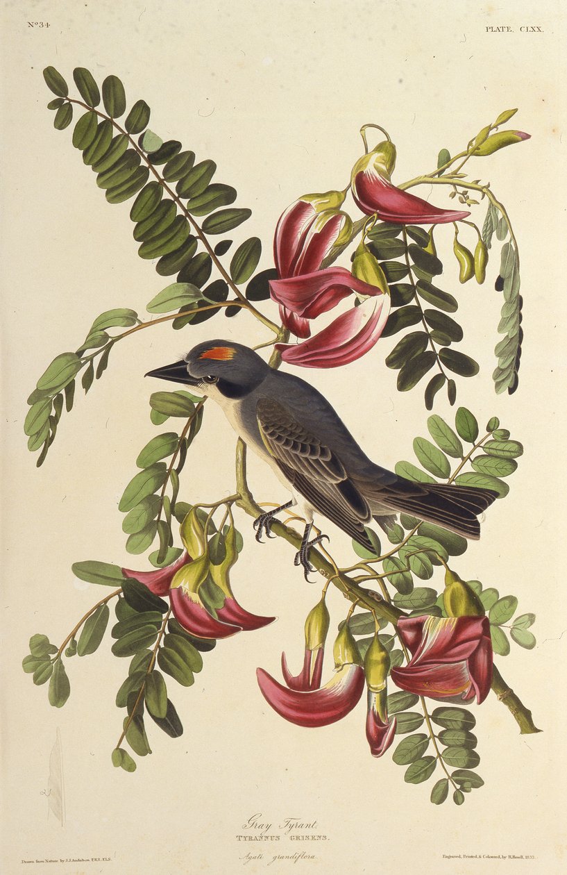 Harmaa Tyrant. Teoksesta The Birds of America, 1827-1838. tekijältä John James Audubon