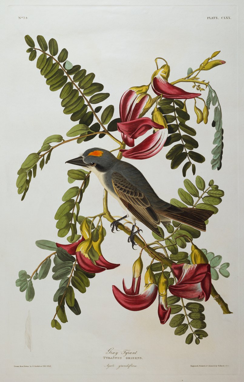 Harmaa Tyrant. Harmaa Kingbird tekijältä John James Audubon