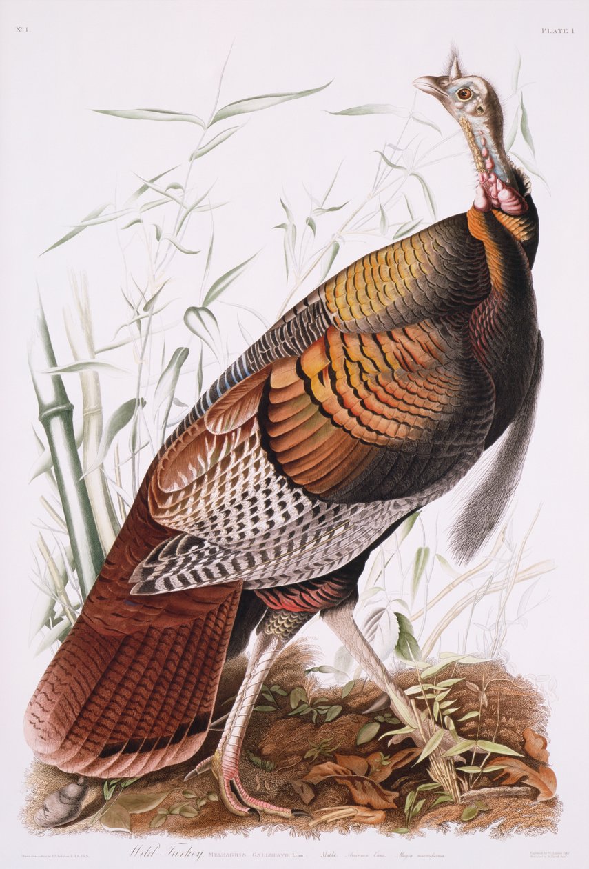 Suuri amerikkalainen kukko tai villi kalkkuna tekijältä John James Audubon