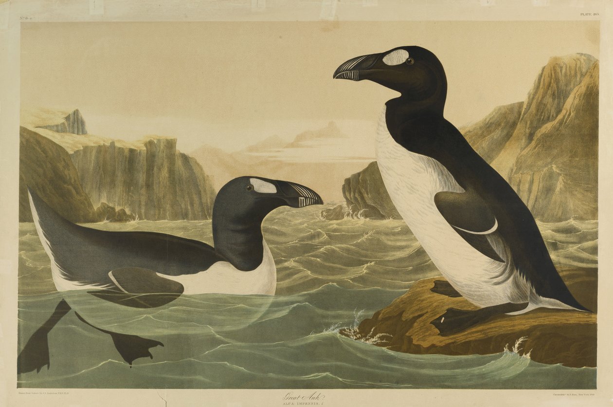 Great Auk, paina Julien Bien ja julkaisi Roe Lockwood & Son, 1861 (kromolitografia) tekijältä John James Audubon