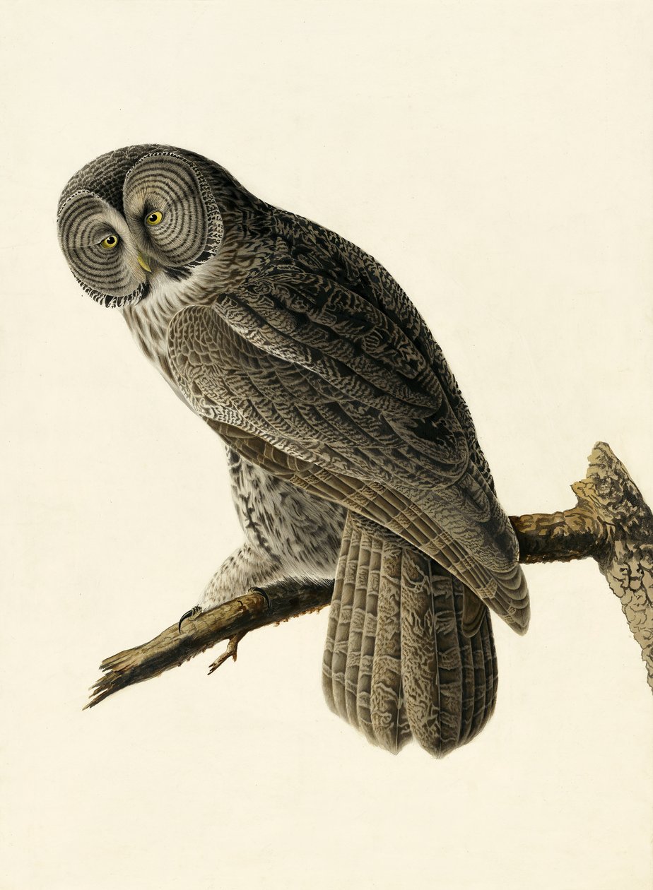 Great Cinereous Owl, Strix Nebulosa, elokuvasta "The Birds of America", kirjoittanut John J. Audubon, pub. 1827-38 tekijältä John James Audubon