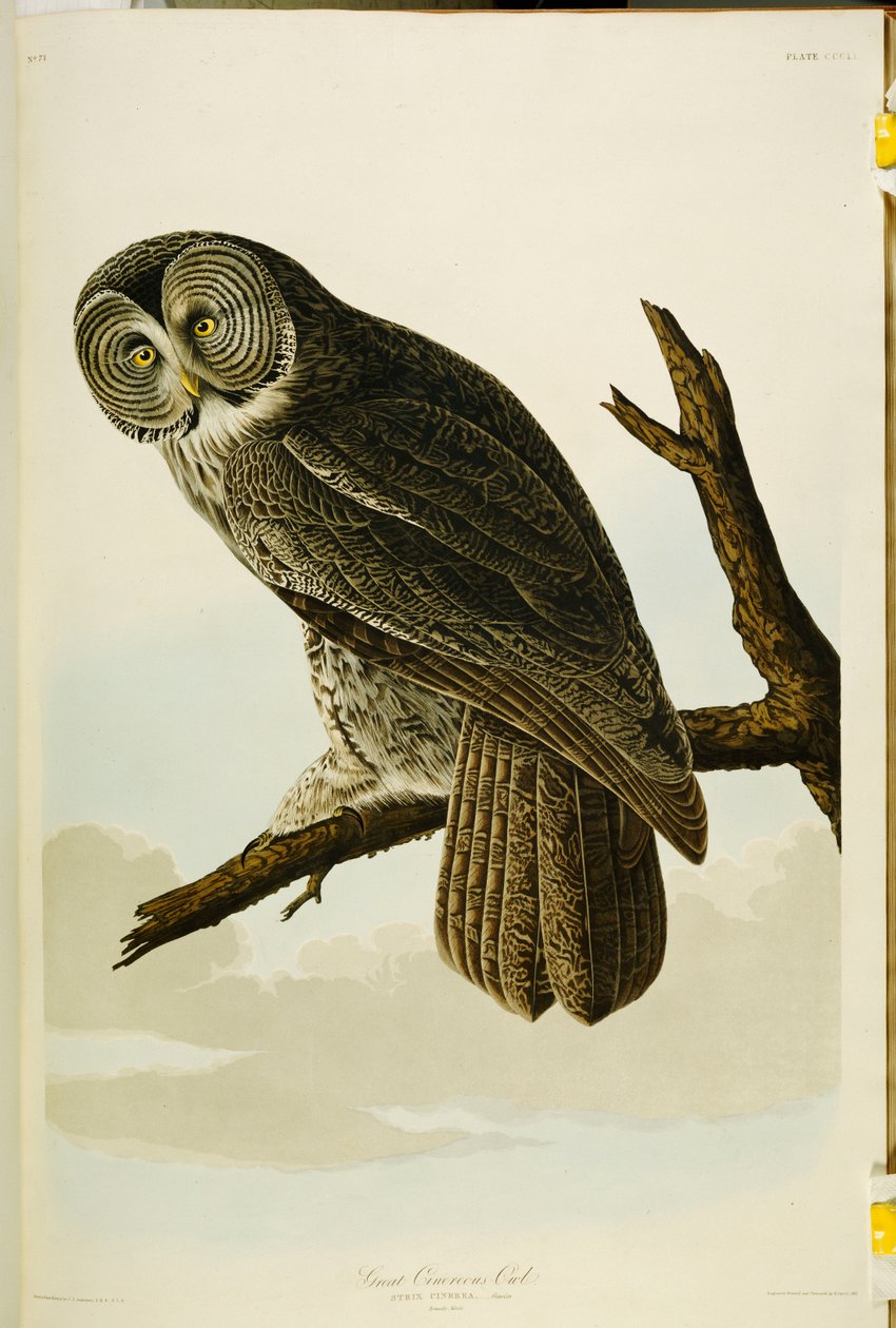 Great Cinereous Owl, elokuvasta "The Birds of America" tekijältä John James Audubon