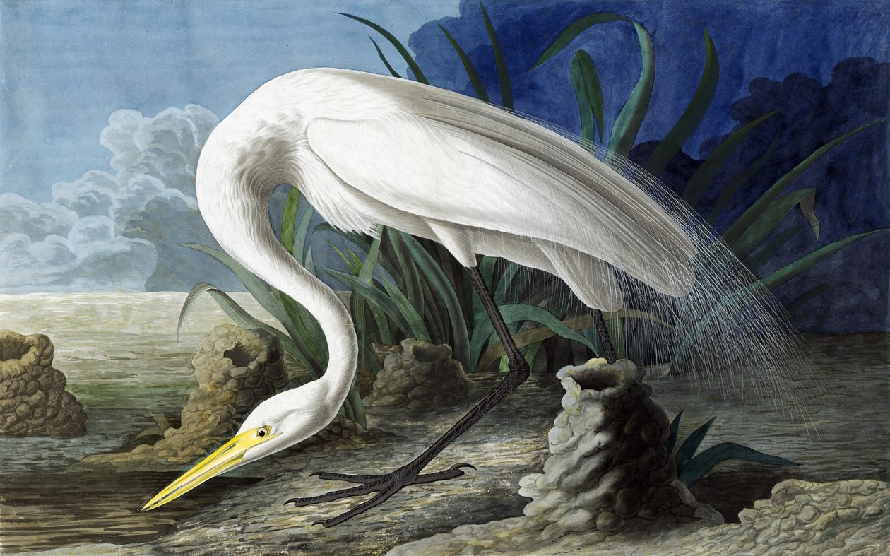 Isohaikara, Casmerodius Albus, John J. Audubonin "The Birds of America" -julkaisusta, pub. 1827-38 tekijältä John James Audubon