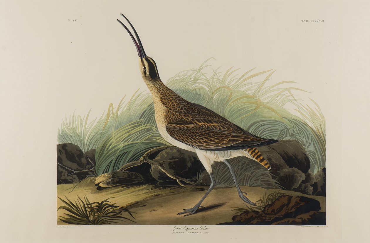 Great Esquimaux Curlew, 1835 (wc paperilla) tekijältä John James Audubon