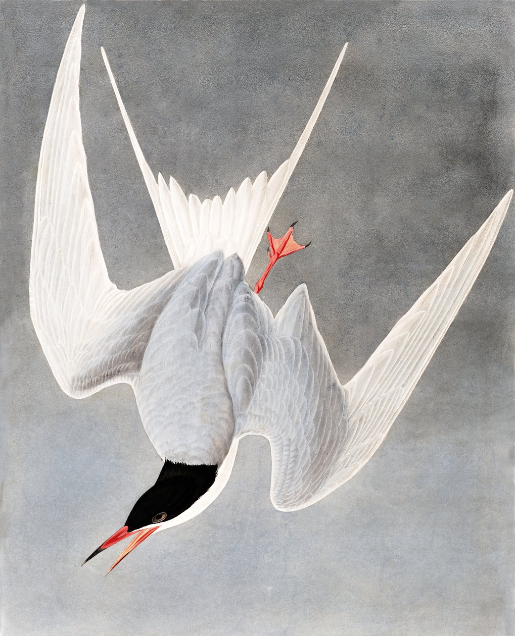 Isotiira, Sterna Hirundo, John J. Audubonin "The Birds of America" -julkaisusta, pub. 1827-38 tekijältä John James Audubon