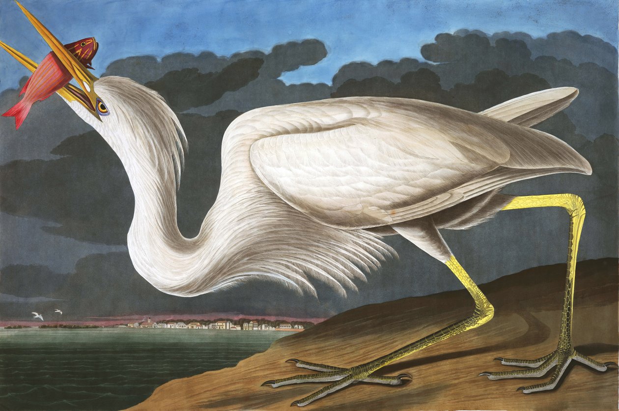 Great White Heron, Ardea Occidentalis, John J. Audubonin "The Birds of America" -julkaisusta, pub. 1827-38 tekijältä John James Audubon