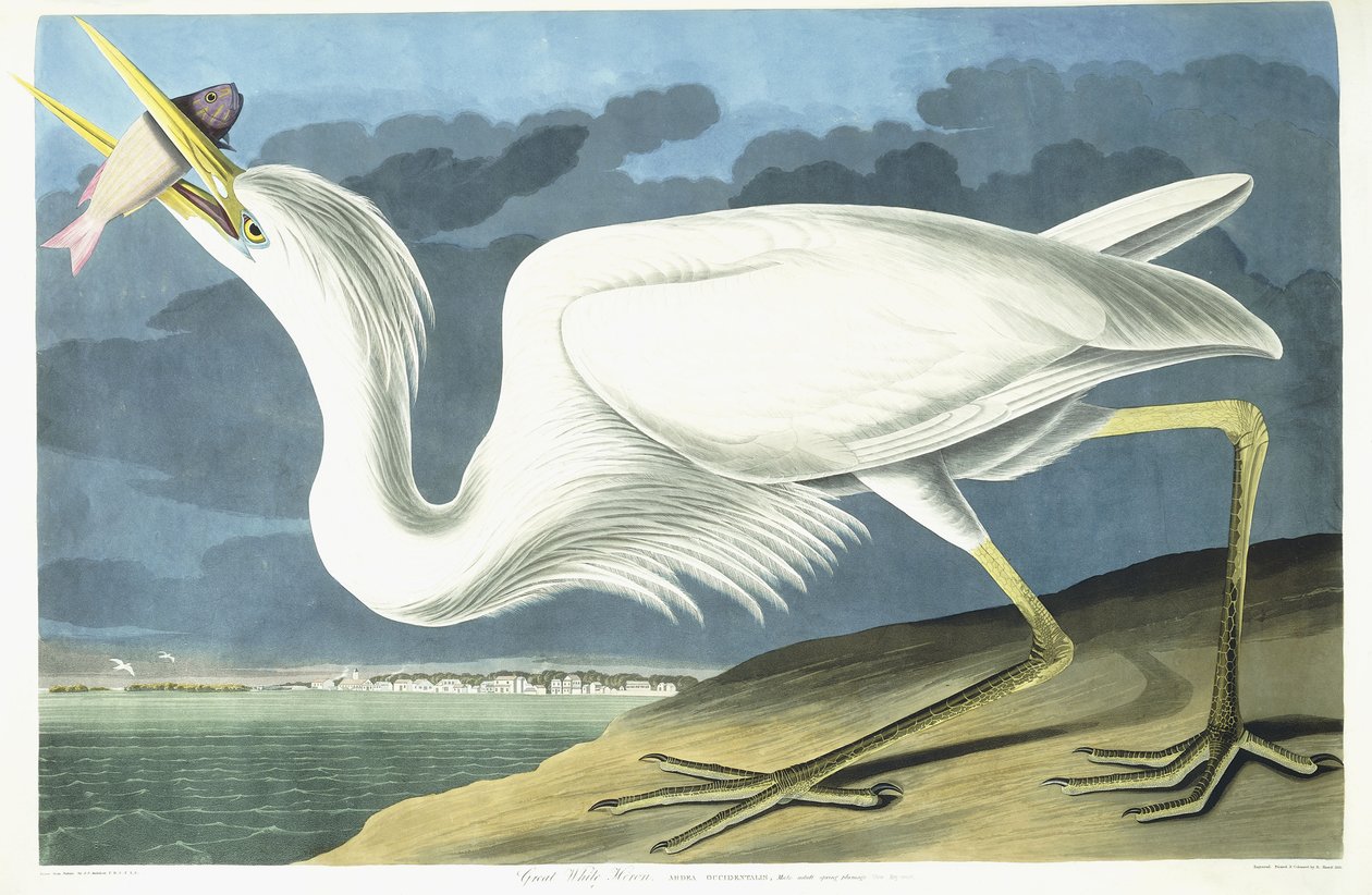 Valkohaikara, aikuinen uros, keväthöyhenpeite, 1835 tekijältä John James Audubon