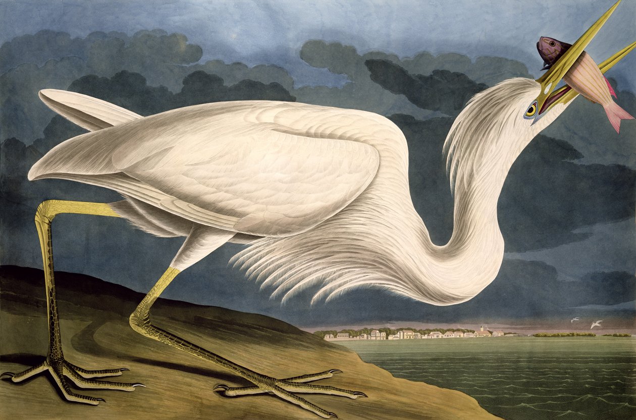 White White Heron, teoksesta "Birds of America", kaiverrettu Robert Havell (1793-1878) 1835 tekijältä John James Audubon