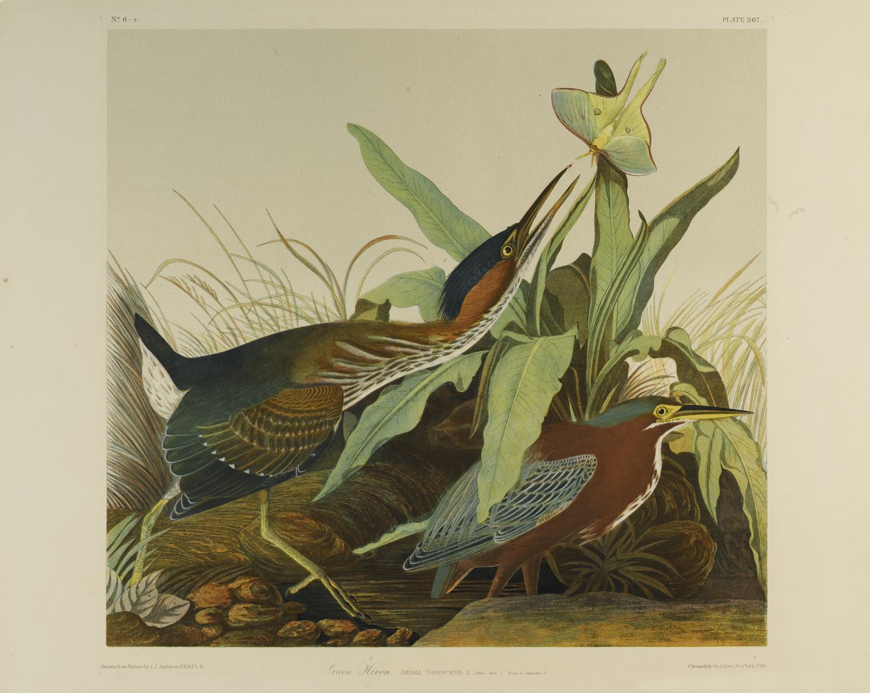 Green Heron, paina Julien Bien ja julkaisi Roe Lockwood & Son, 1861 (kromolitografia) tekijältä John James Audubon