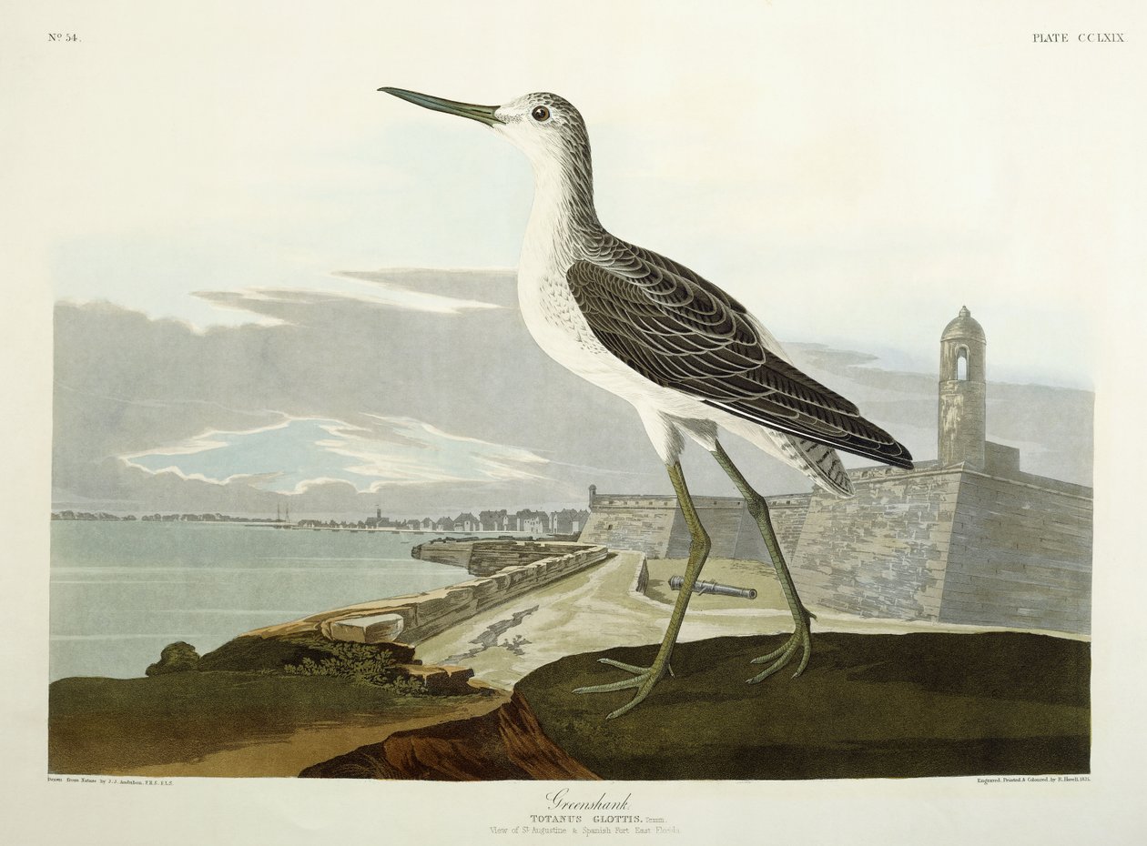 Greenshank, näkymä kadulle, 1835 tekijältä John James Audubon