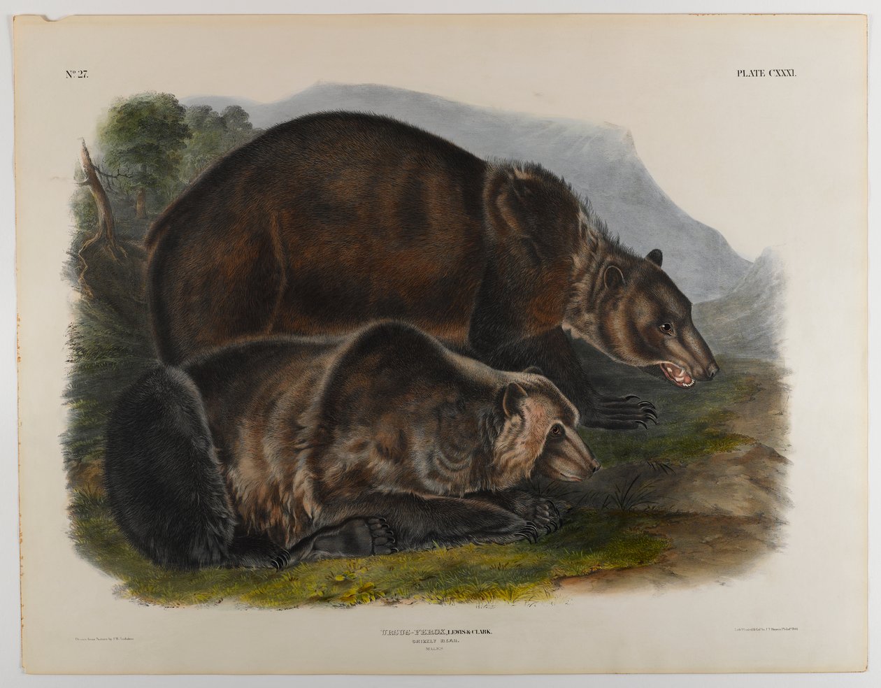 Harmaakarhu tekijältä John James Audubon