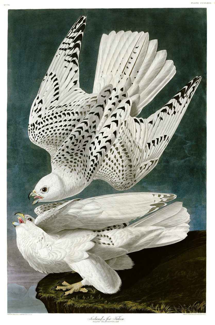 Gyrfalcon, Falco rusticolus, käsinvärinen kaiverrus tekijältä John James Audubon