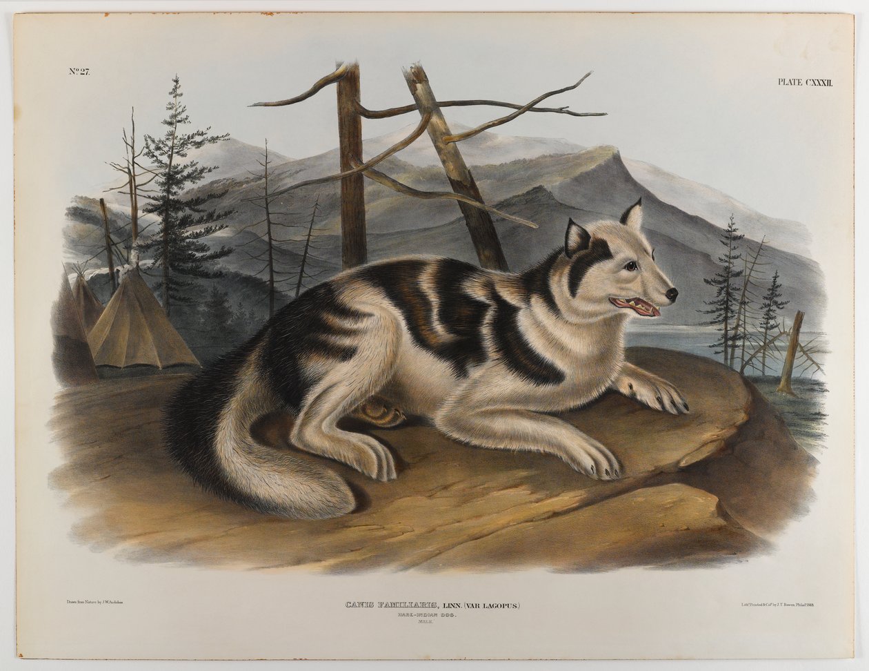 Intiaanijänis koira tekijältä John James Audubon
