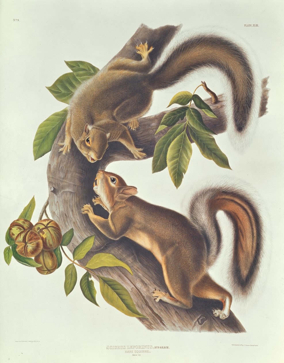 Huonekalut ja erilaiset esineet 1100- ja 1300-luvuilta tekijältä John James Audubon