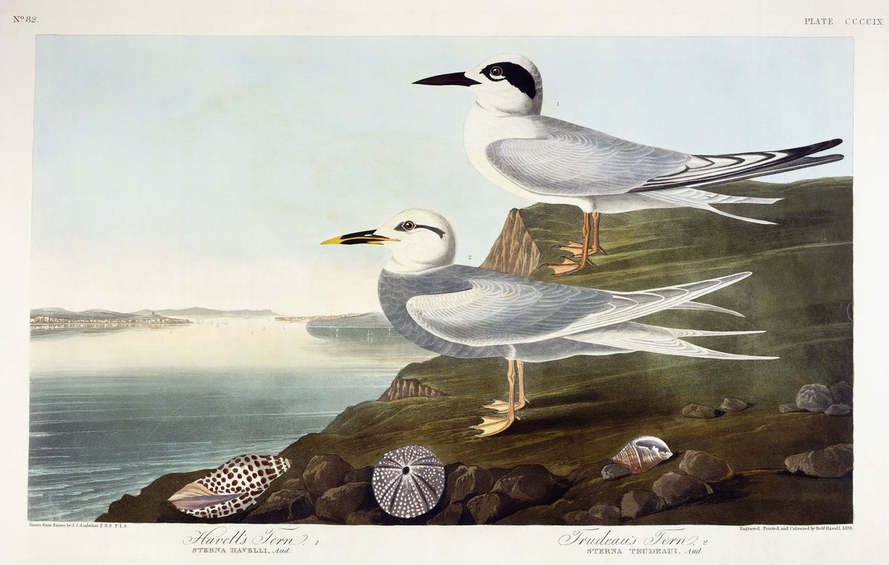 Havellin tiira ja Trudeaun tiira, 1838 tekijältä John James Audubon