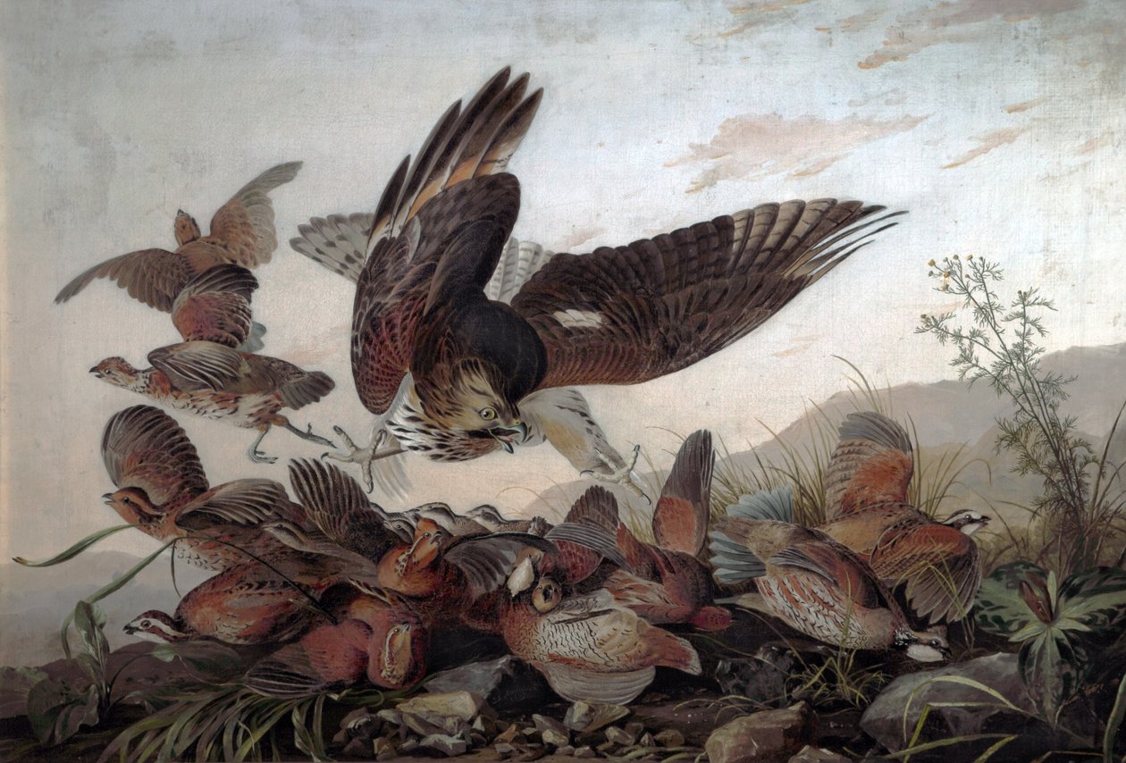 Hawks Attacking Partridges, 1826 tekijältä John James Audubon