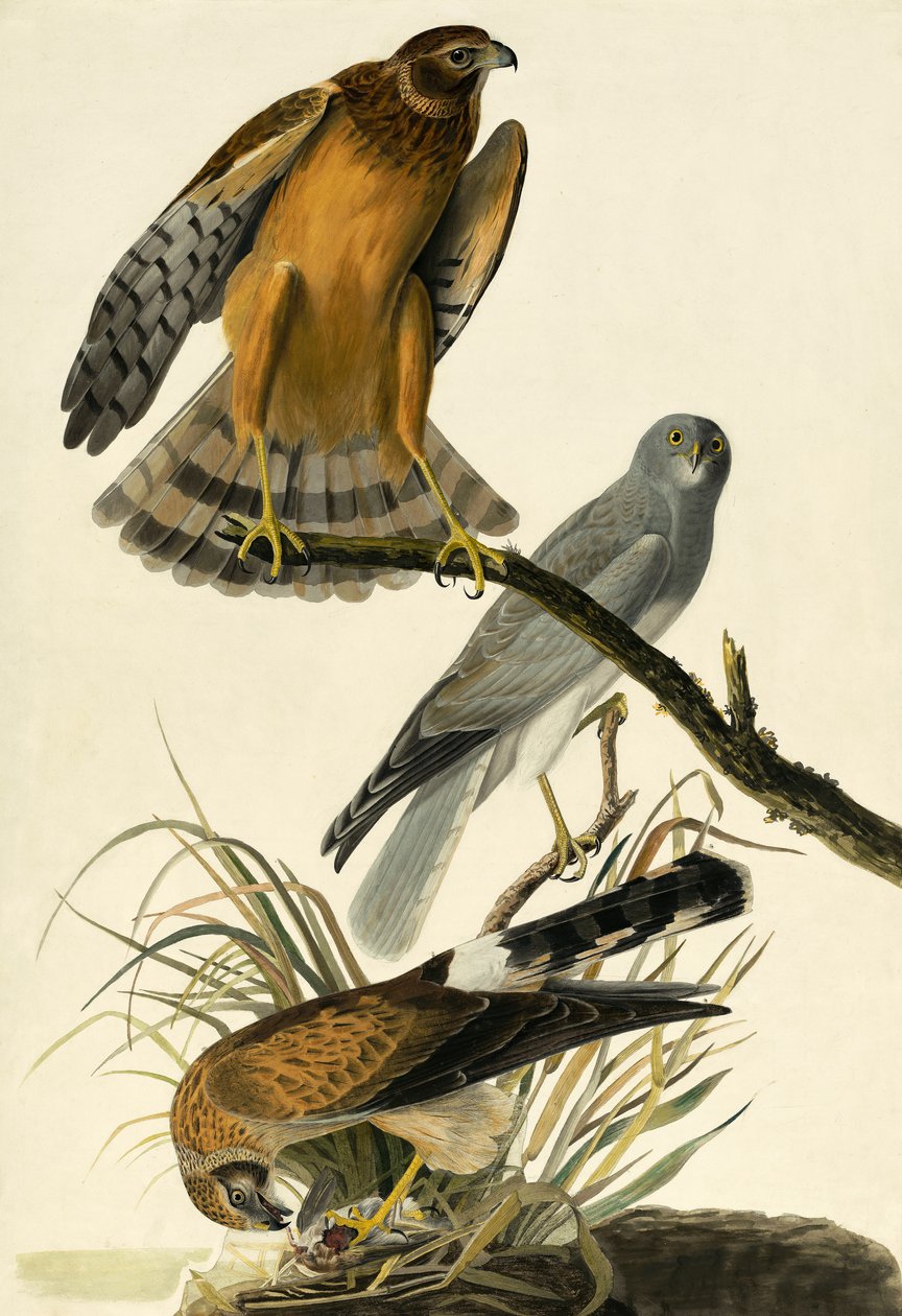Hen Harrier, Circus Cyaneus, elokuvasta "The Birds of America", kirjoittanut John J. Audubon, pub. 1827-38 tekijältä John James Audubon