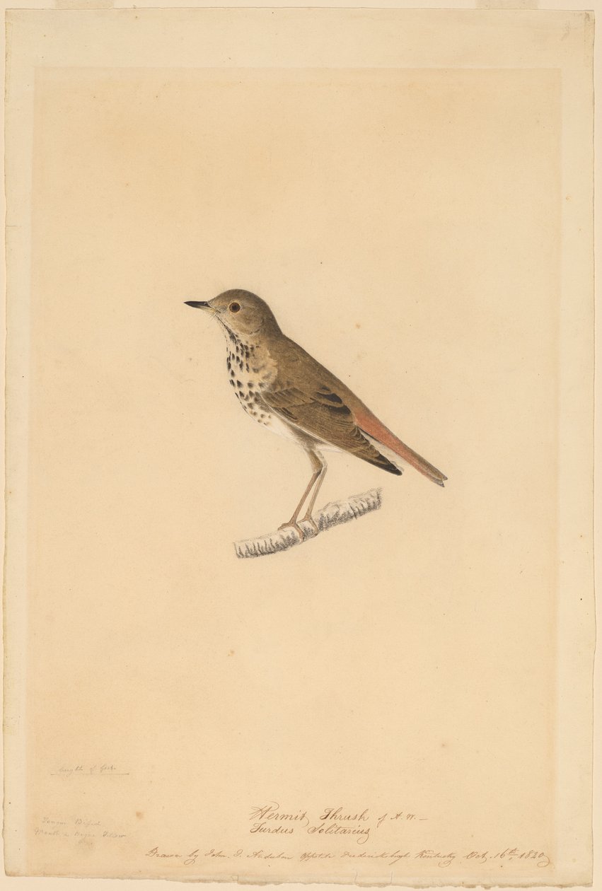 Erakko sammas tekijältä John James Audubon