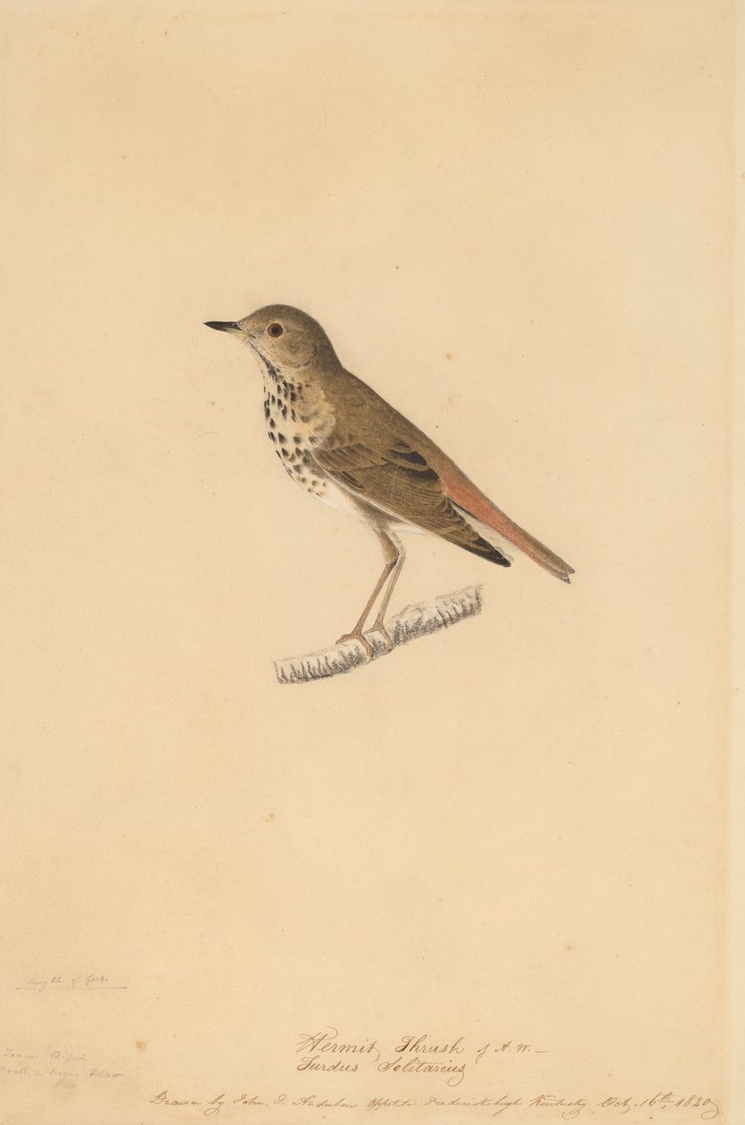 Erakkorastas, 1820. tekijältä John James Audubon