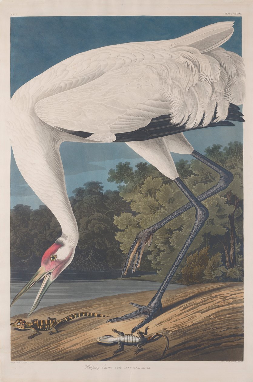 Hooping Crane, 1834 tekijältä John James Audubon