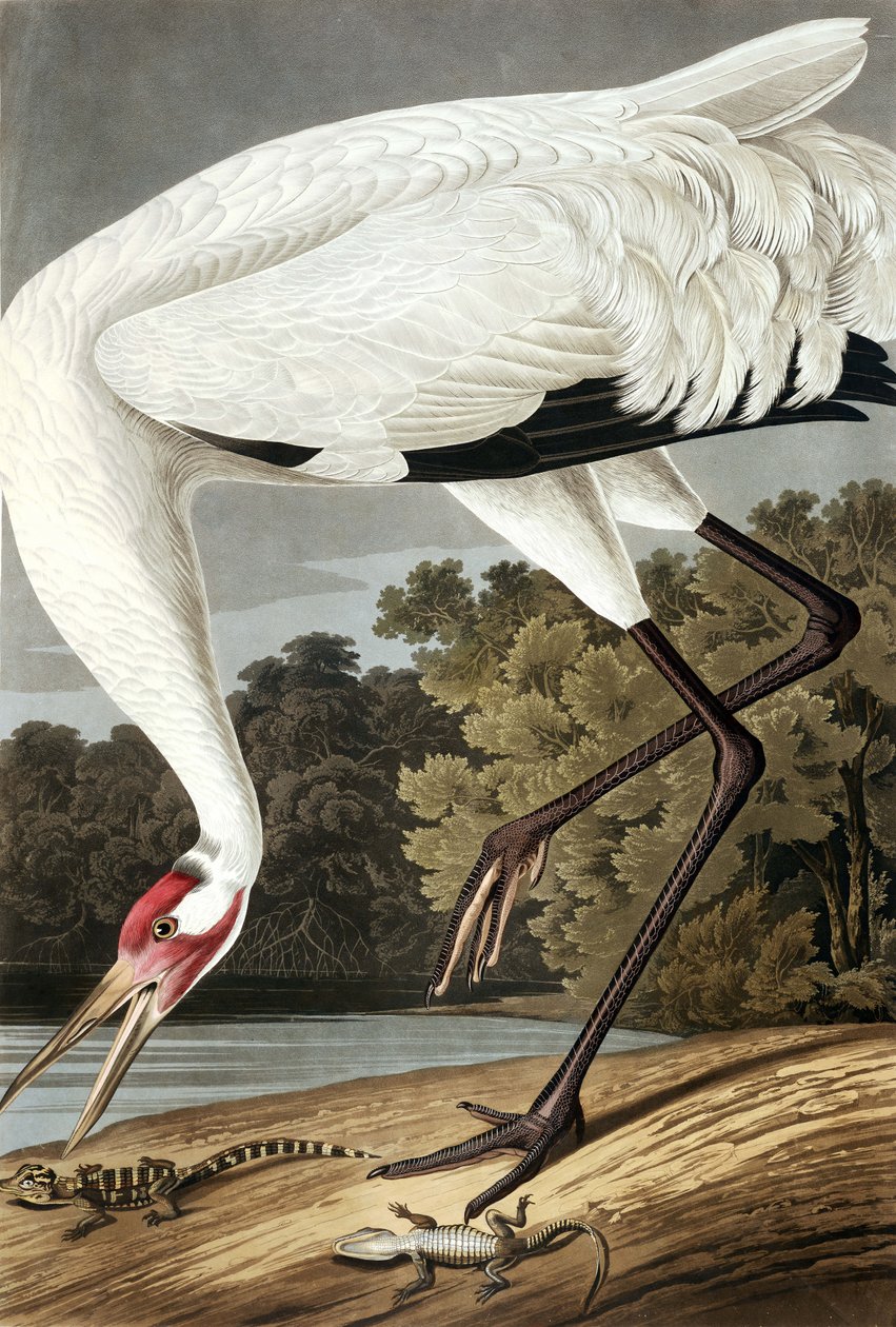 Hooping Crane, Grus Americana, John J. Audubonin "The Birds of America" -pubista. 1827-38 tekijältä John James Audubon