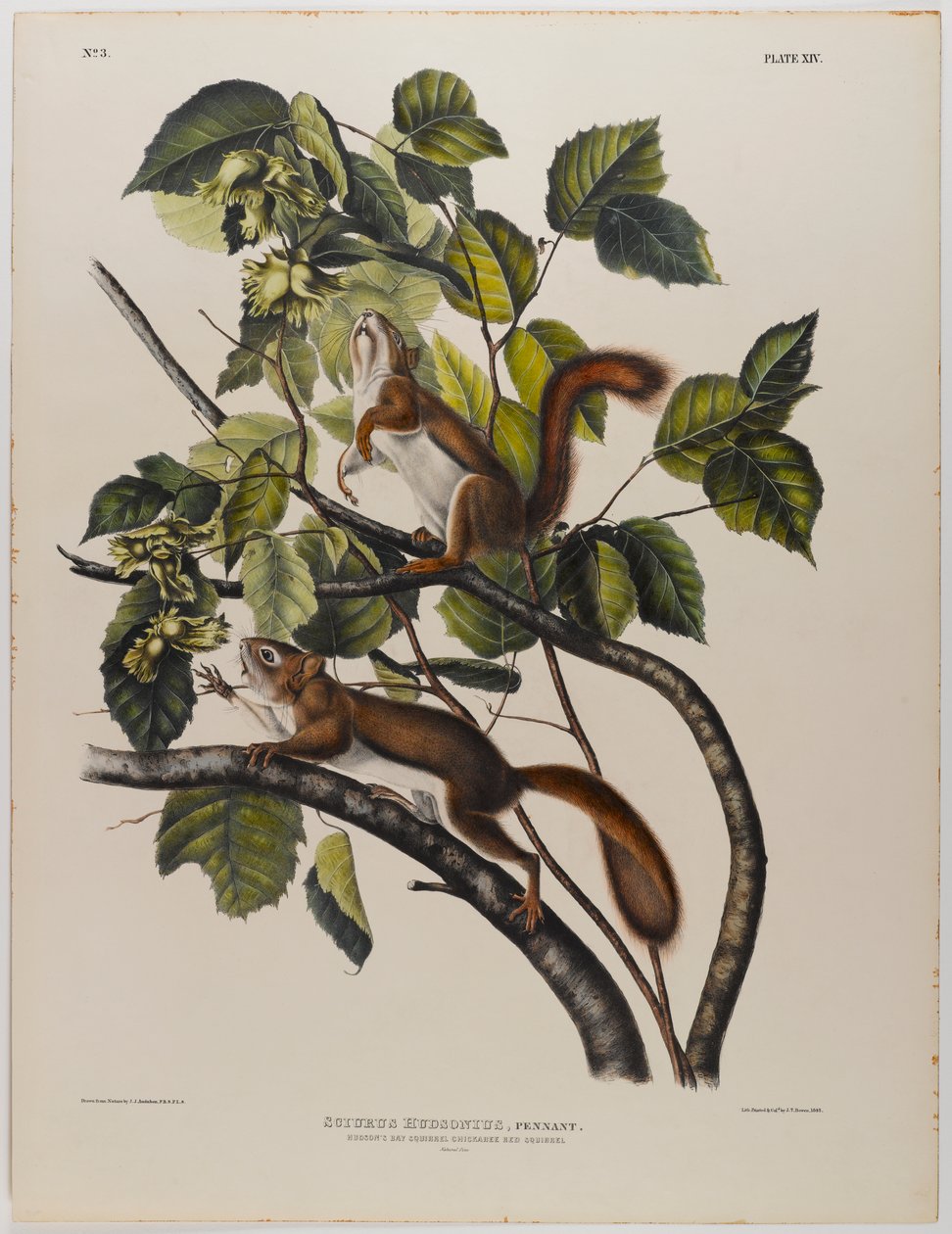 Hudsoninlahden orava tekijältä John James Audubon