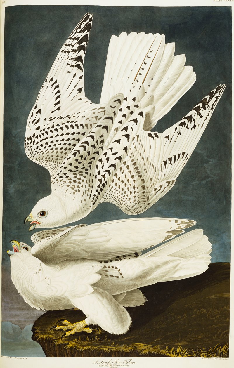 Islanti tai Jer Falcon. Gyrfalcon tekijältä John James Audubon